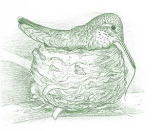 
Hummingbird in nest.
